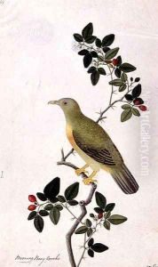 Boorang Poney Crocho, from 'Drawings of Birds from Malacca', c.1805-18 by Anonymous Artist
