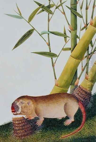 Bamboo Rat, Decan, from 'Drawings of Animals, Insects and Reptiles from Malacca', c.1805-18 - view 1
