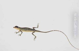 Asiatic Guana, Lacerta Calotes, from 'Drawings of Animals, Insects and Reptiles from Malacca', c.1805-18