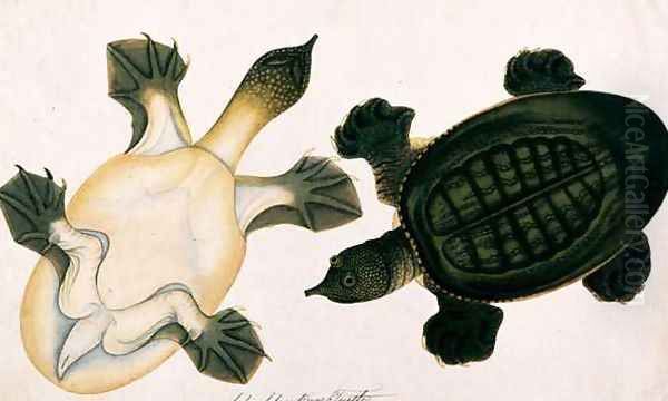 River Turtle, Labie Labu, from 'Drawings of Animals, Insects and Reptiles from Malacca', c.1805-18 - view 1