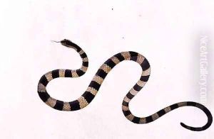 Ular Pontong Teboo, from 'Drawings of Animals, Insects and Reptiles from Malacca', c.1805-18 by Anonymous Artist
