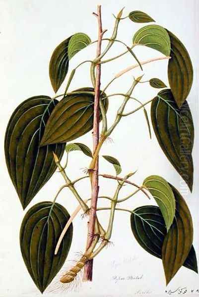 Piper Betal, from 'Fifty-Five Drawings of Medicinal Plants of Malacca, Volume 1', c.1805-18 - view 1