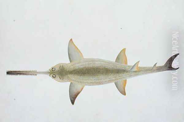 Sword Snouted Shark, Eeu parrang, Squalus poristis, from 'Drawings of Fishes from Malacca', c.1805-18 - view 1
