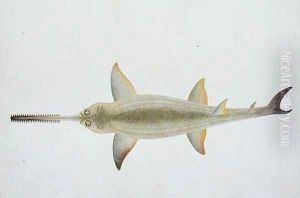 Sword Snouted Shark, Eeu parrang, Squalus poristis, from 'Drawings of Fishes from Malacca', c.1805-18 by Anonymous Artist
