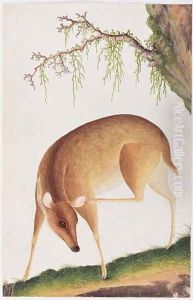 Fawn, from 'Drawings of Animals, Insects and Reptiles from Malacca', c.1805-18 by Anonymous Artist