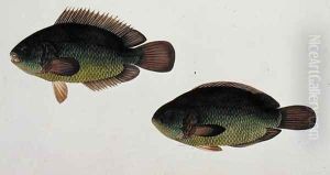 River Fish, Eekan Beto, from 'Drawings of Fishes from Malacca', c.1805-18 by Anonymous Artist