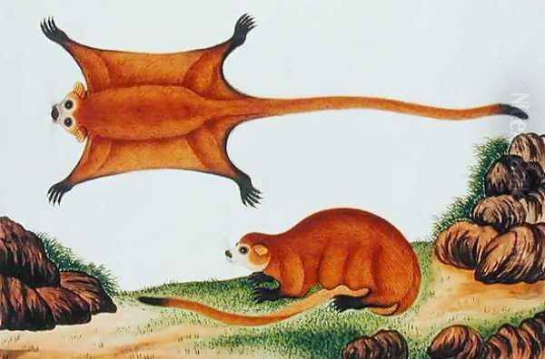 Flying Squirrel, Chin, Orawa, from 'Drawings of Animals, Insects and Reptiles from Malacca', c.1805-18 - view 1