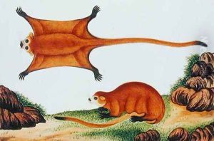 Flying Squirrel, Chin, Orawa, from 'Drawings of Animals, Insects and Reptiles from Malacca', c.1805-18 by Anonymous Artist