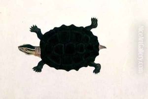 Land Tortoise, Koora Koora, from 'Drawings of Animals, Insects and Reptiles from Malacca', c.1805-18 by Anonymous Artist