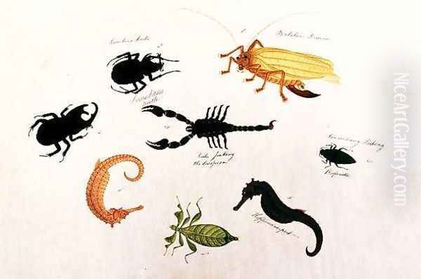 Koombang Kerbo, Bielalan Dawon, Kala Jinking, Koombang Padang, Hippocampus, from 'Drawings of Animals, Insects and Reptiles from Malacca', c.1805-18 - view 1