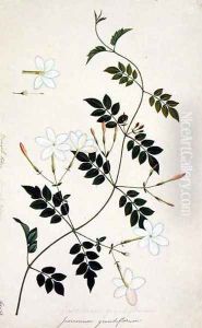 Jasminium grandiflorum, from 'Drawings of Plants from Malacca', c.1805-18 by Anonymous Artist