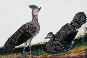 A Cock and Hen Kooaw Chirmin from 'Drawings of Birds from Malacca', c.1805-18 by Anonymous Artist
