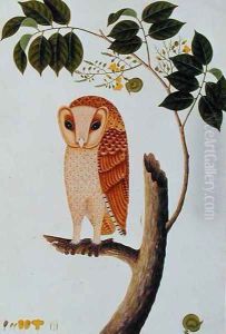 Owl, Boorong antoo, from 'Drawings of Birds from Malacca', c.1805-18