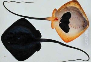 Thorn Back Fish, Parie Eetam, from 'Drawings of Fishes from Malacca', c.1805-18
