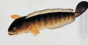 River Fish, Arooan Caboose, from 'Drawings of Fishes from Malacca', c.1805-18 by Anonymous Artist