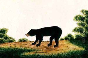 Bear, Broo-ang, from 'Drawings of Animals, Insects and Reptiles from Malacca', c.1805-18 by Anonymous Artist