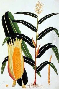Jagong or Indian Corn, from 'Drawings of Plants from Malacca', c.1805-18 by Anonymous Artist