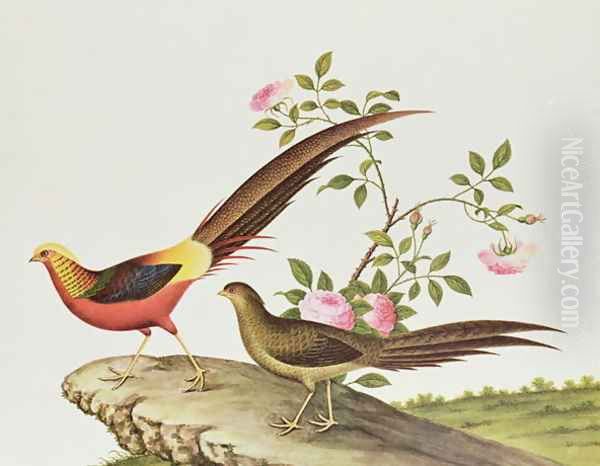 A golden pheasant, Ch'ien-lung period (1736-96) - view 1