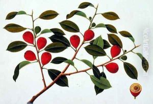 Booa Ara, inedible wild fruit, from 'Drawings of Plants from Malacca', c.1805-18 by Anonymous Artist