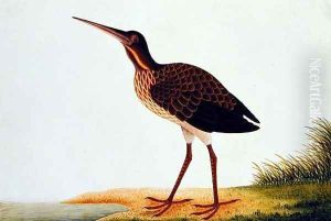 Sea bird, from 'Drawings of Birds from Malacca', c.1805-18