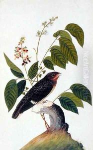 Exotic Bird, from 'Drawings of Birds from Malacca', c.1805-18 (4) by Anonymous Artist