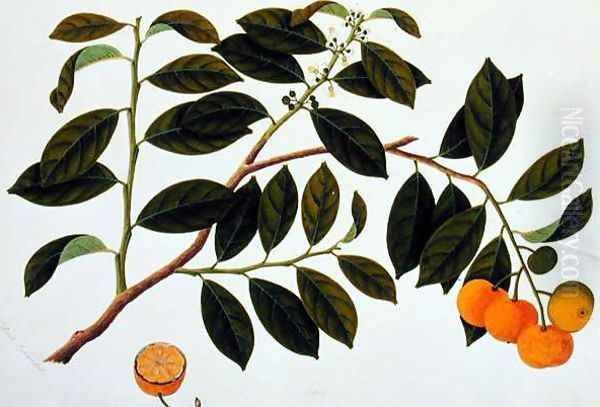 Limo Manies China or Chinese Oranges, from 'Drawings of Plants from Malacca', c.1805-18 - view 1