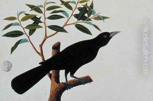 Black bird, from 'Drawings of Birds from Malacca', c.1805-18 (2) by Anonymous Artist