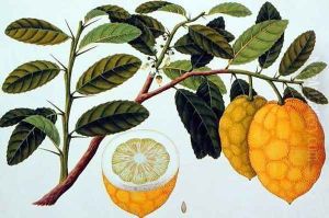 Limo Soe Sooe, Atrong or Citrus Medica, from 'Drawings of Plants from Malacca', c.1805-18 by Anonymous Artist