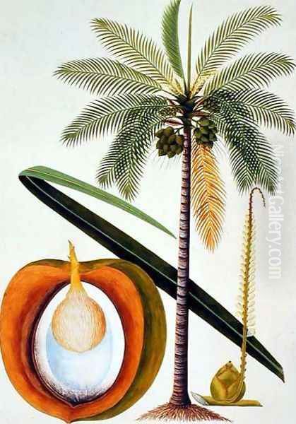 Cocoa Nut Tree, from 'Drawings of Plants from Malacca', c.1805-18 - view 1