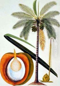 Cocoa Nut Tree, from 'Drawings of Plants from Malacca', c.1805-18 by Anonymous Artist