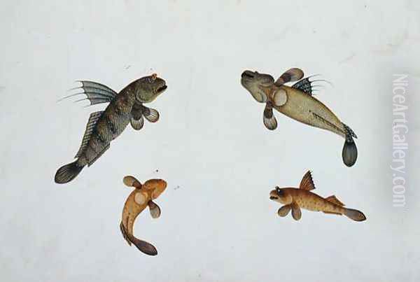 Mud Fish, Bloodo chiena, Bloodo La-ore, from 'Drawings of Fishes from Malacca', c.1805-18 - view 1