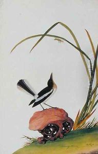 Boorong Mooray, from 'Drawings of Birds from Malacca', c.1805-18 by Anonymous Artist