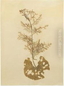 Chamomile Sprig And Leaf by Joseph Stella
