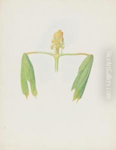Horse Chestnut Blossom by Joseph Stella