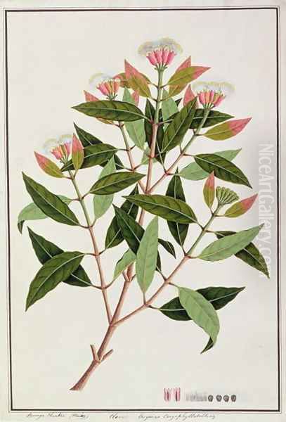 Boongo Chinkie (Malay), Eugenia Caryophyllatallen or Clove, from 'Drawings of Plants from Malacca', c.1805-18 - view 1