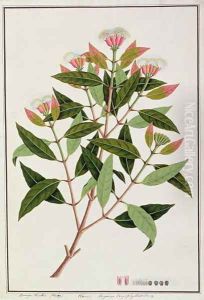 Boongo Chinkie (Malay), Eugenia Caryophyllatallen or Clove, from 'Drawings of Plants from Malacca', c.1805-18 by Anonymous Artist
