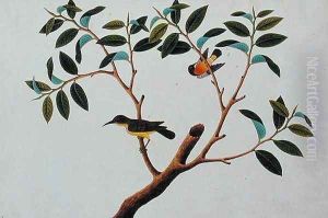 Cheriechap and Sepa Pootrie, the Humming Bird, from 'Drawings of Birds from Malacca', c.1805-18 by Anonymous Artist