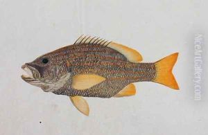 Eekan Kobang Kobang, from 'Drawings of Fishes from Malacca', c.1805-18
