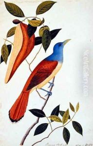 Boorong Seli-ah, from 'Drawings of Birds from Malacca', c.1805-18 by Anonymous Artist