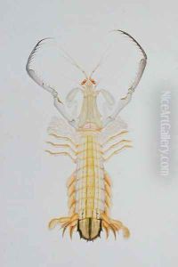 Ooang Keta, from 'Drawings of Animals, Insects and Reptiles from Malacca', c.1805-18