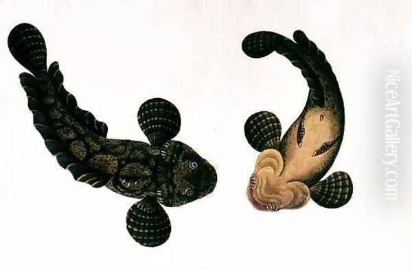 Lepoo, from 'Drawings of Animals, Insects and Reptiles from Malacca', c.1805-18 - view 1