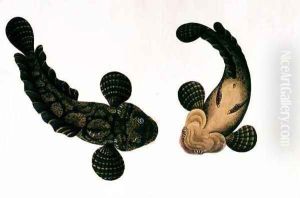Lepoo, from 'Drawings of Animals, Insects and Reptiles from Malacca', c.1805-18 by Anonymous Artist