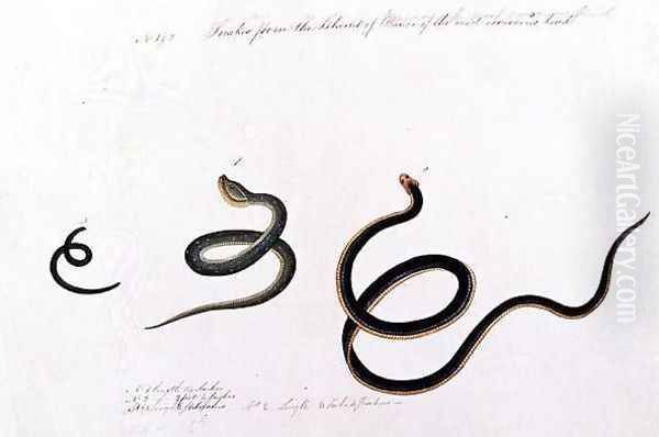 Snakes form the Island of Banca of the most venemous kind, from 'Drawings of Animals, Insects and Reptiles from Malacca', c.1805-18 - view 1