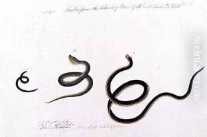 Snakes form the Island of Banca of the most venemous kind, from 'Drawings of Animals, Insects and Reptiles from Malacca', c.1805-18