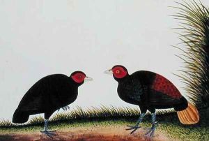 A Hen and Cock Pegur, from 'Drawings of Birds from Malacca', c.1805-18