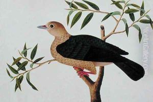 Stock Dove, Pergam, from 'Drawings of Birds from Malacca', c.1805-18 by Anonymous Artist