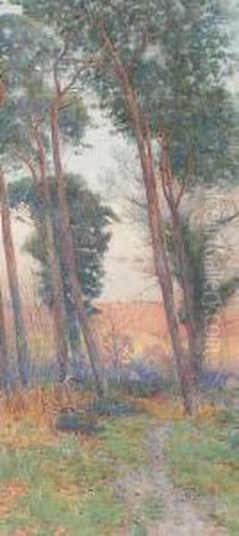Pine Trees - view 1