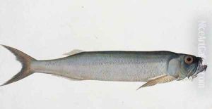 Eekang Parang Parang, from 'Drawings of Fishes from Malacca', c.1805-18 Eekang Parang Parang, from 'Drawings of Fishes from Malacca', c.1805-18