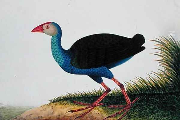 Bua Rocam, Sintar, from 'Drawings of Birds from Malacca', c.1805-18 - view 1