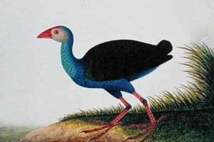 Bua Rocam, Sintar, from 'Drawings of Birds from Malacca', c.1805-18 by Anonymous Artist